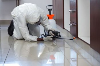 Pest Control Near Amboy