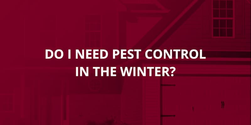 how long does pest control last