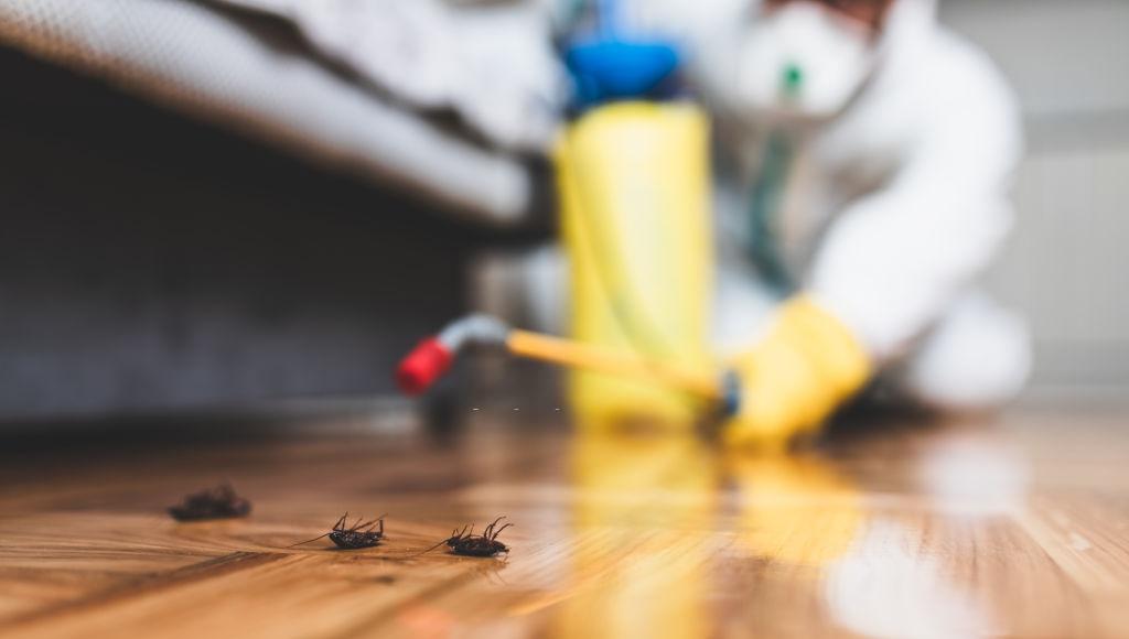 how often do you really need pest control