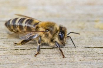 Bee Exterminator Washougal