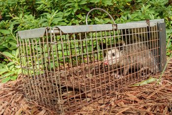 Rodent-Exterminator-Near-Me-Ridgefield