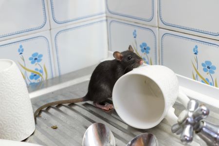 Rodent Removal La Center