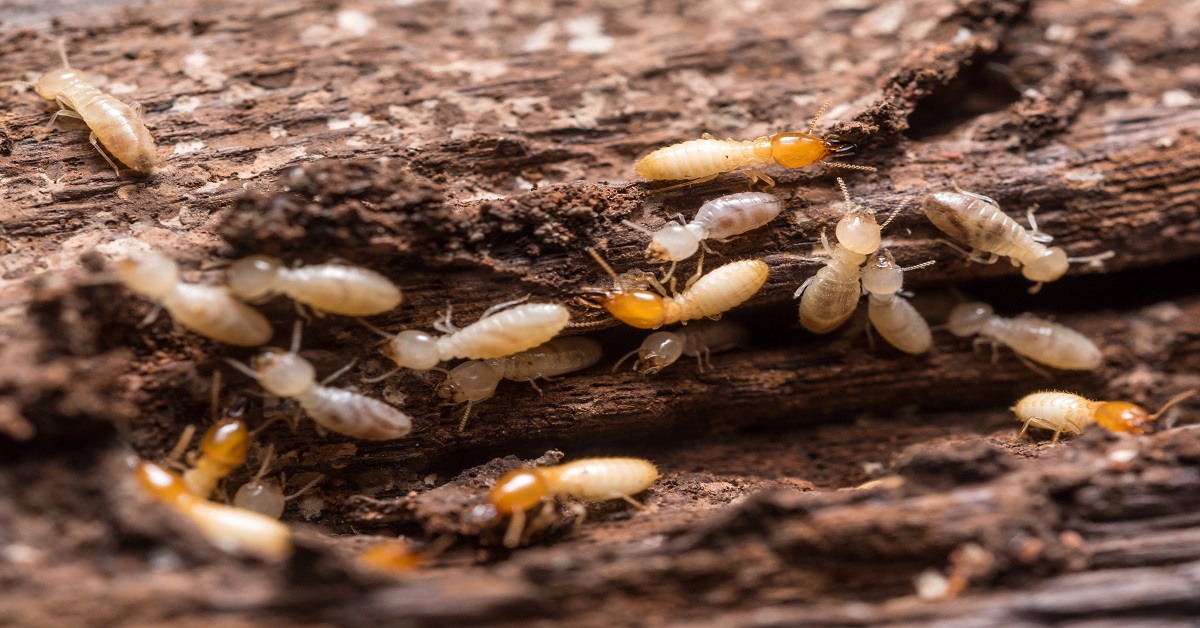 Termite Control Clark County The Killers Pest Control