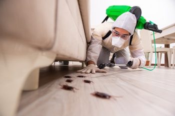 Termite Control Ridgefield