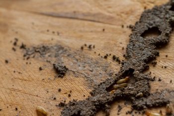 Termite Control Services Battle Ground