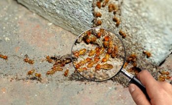 Termite Control Vancouver