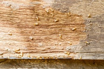 Termite Control Vancouver Washington