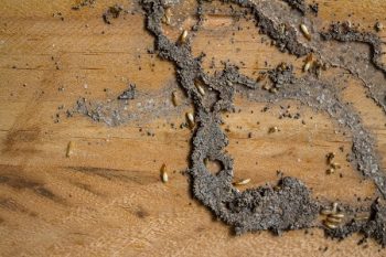 Termite Control Washougal