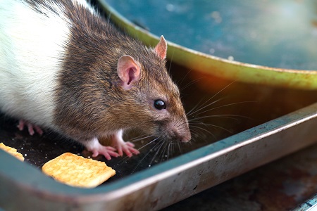 Tips on Keeping Mice Out of Your Home This Fall