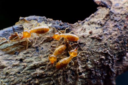 Termite Control Kalama WA