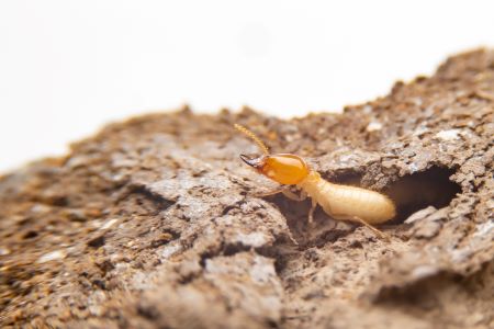 Termite Control Kalama