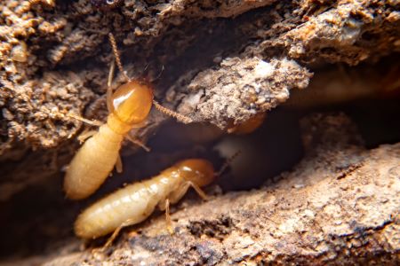 Termite Control Salmon Creek