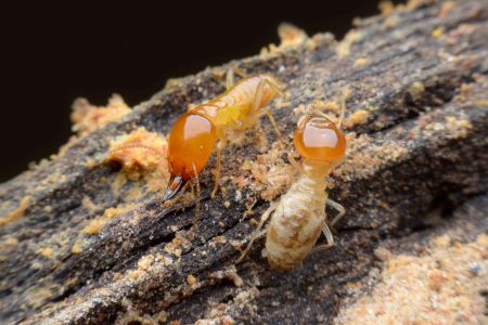 Termite Control Service Woodland