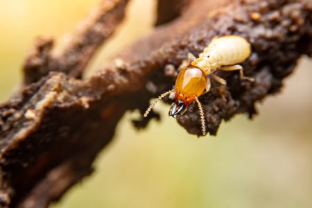 Termite Control Woodland