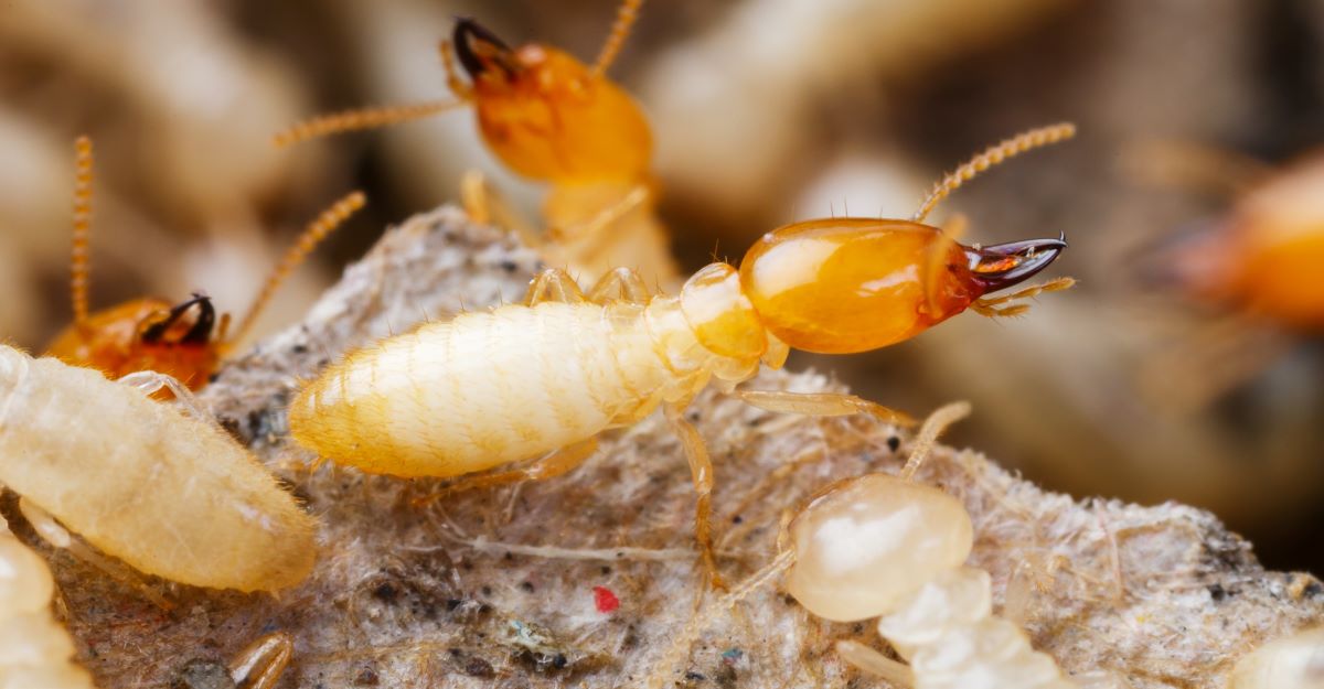 Termite Control Yacolt | The Killers Pest Control