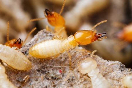 Termite Control Yacolt