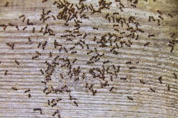 Ant Removal Services Hazel Dell