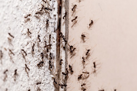 Ant Removal Services Vancouver