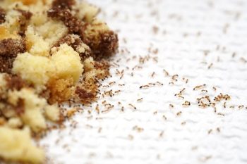Ant Removal Services Washougal