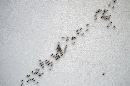 Ant Removal Amboy WA