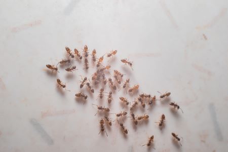 Ant Removal Hockinson WA