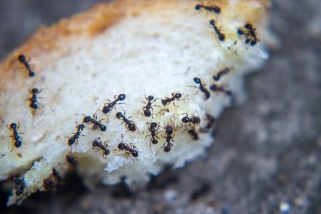 Ant Removal Hockinson
