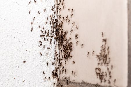 Ant Removal Woodland WA