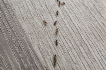 Ant Removal Brush Prairie