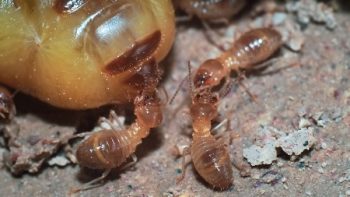 Termite Inspection Gresham