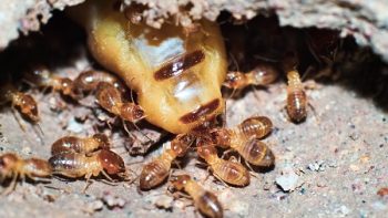 Termite Inspection Salem