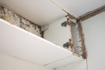 Termite Inspection Service Salem
