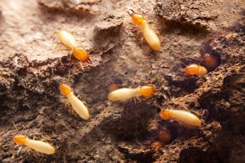Termite Inspection Wilsonville