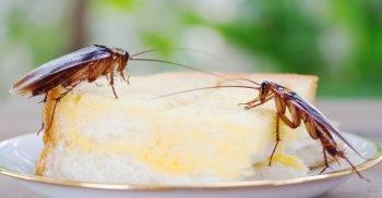 Pest Control Forest Grove Oregon
