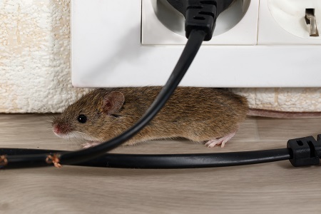 Rodent Removal North Plains