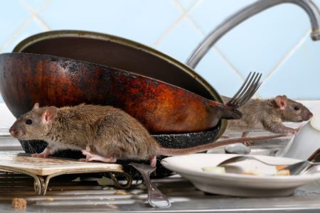 Rodent Removal Tualatin