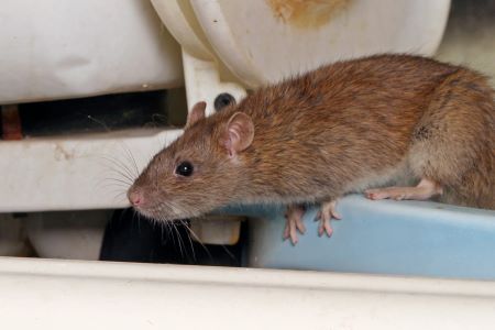Rodent Removal near me Tigard