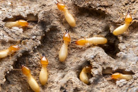 Termite Control Hillsboro