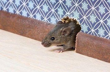 Mice In Walls Portland