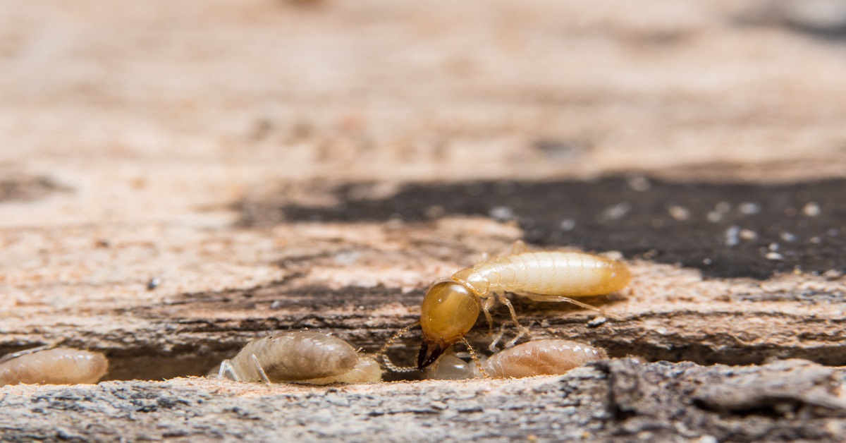 Termite Control Banks The Killers Pest Control