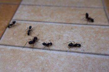 Ant Removal Aloha