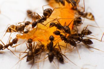 Ant Removal Lake Oswego