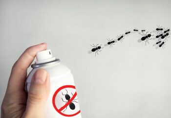 Ant Removal Near Me Sherwood