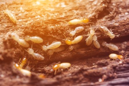 Termite Control North Plains