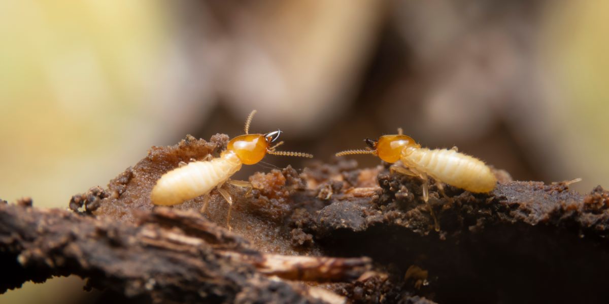 Termite Control Cornelius | The Killers Pest Control