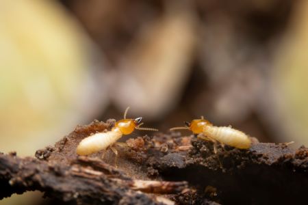 Termite Control Cornelius
