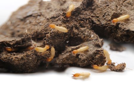 Termite Control St Helens