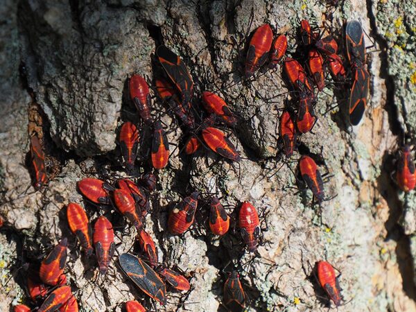 Boxelder Bug Removal Near Me Portland