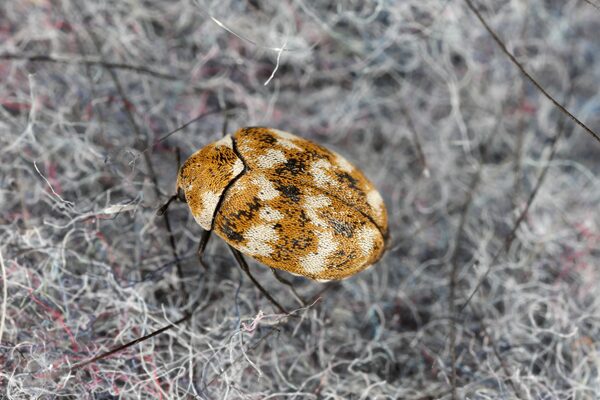 Carpet Beetle Removal Near Me Portland