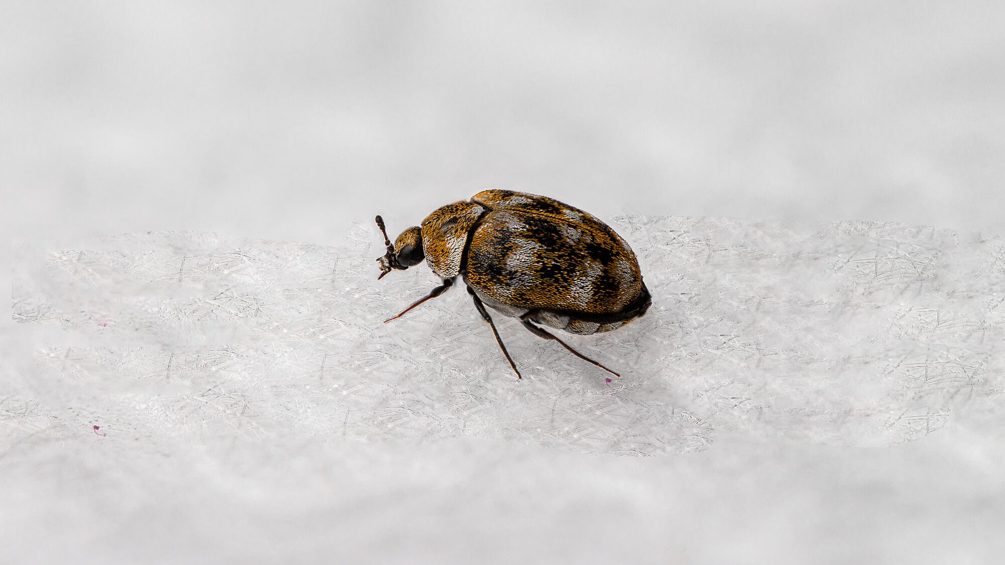 Carpet Beetle Removal Portland