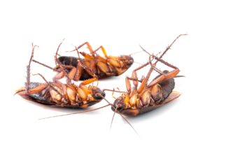Pest Control In Portland